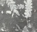 Wide Fossil Seed Fern Plate - Pennsylvania #79687-1